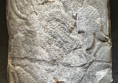 Plaques Thomire (1)